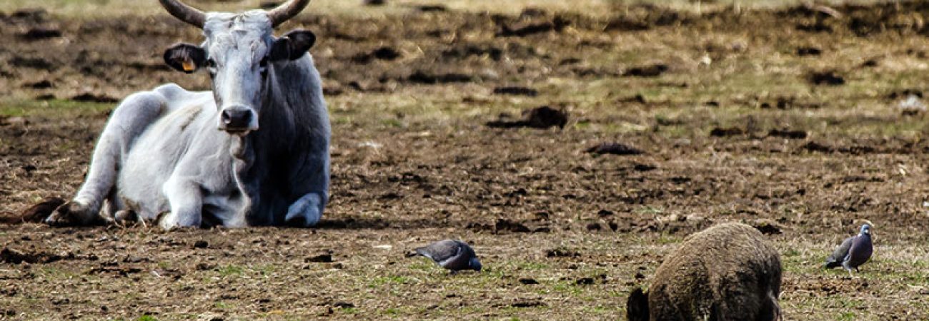 (C) Fabrizio Giudici.